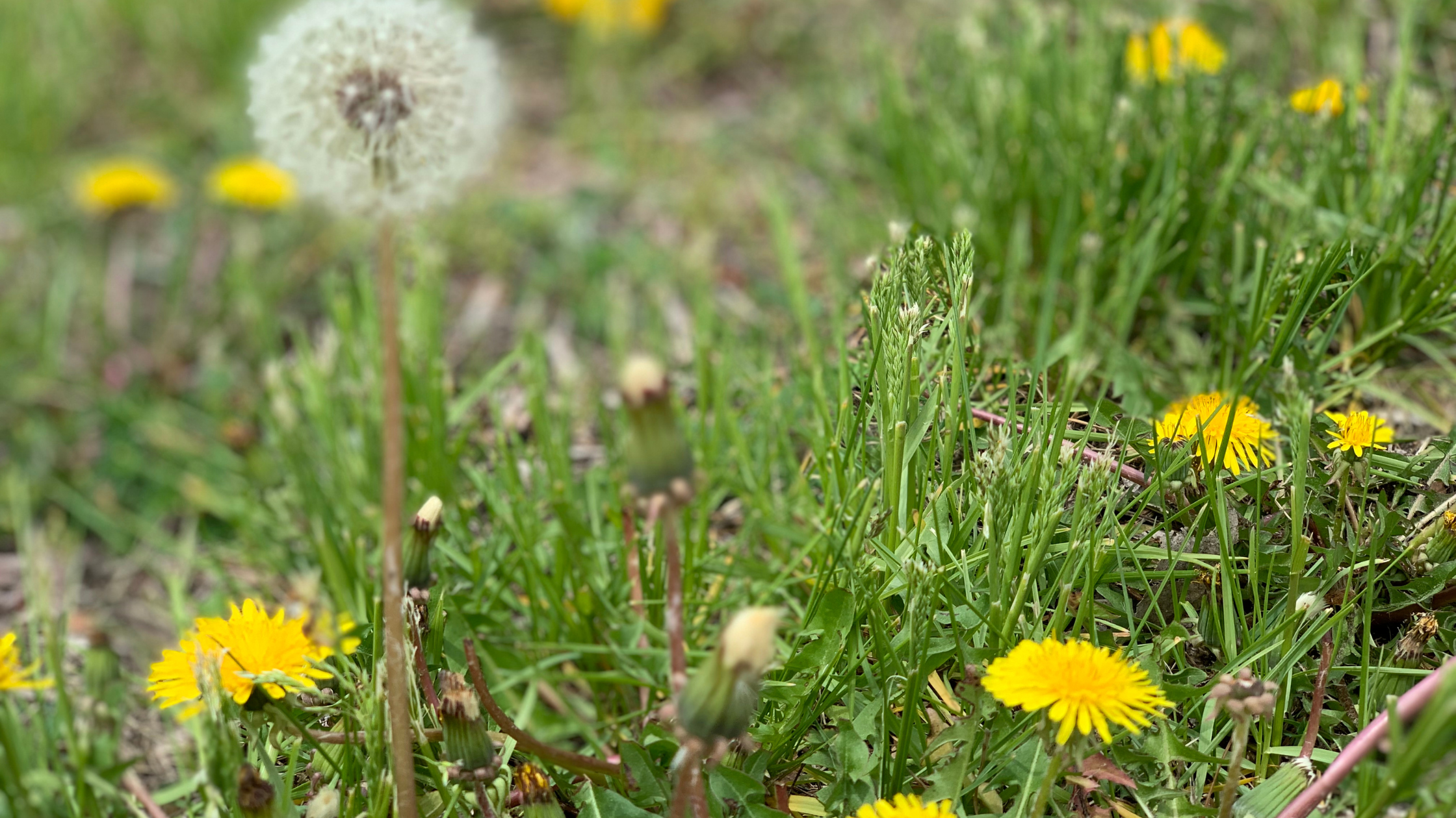 Edible Weeds in Your Yard