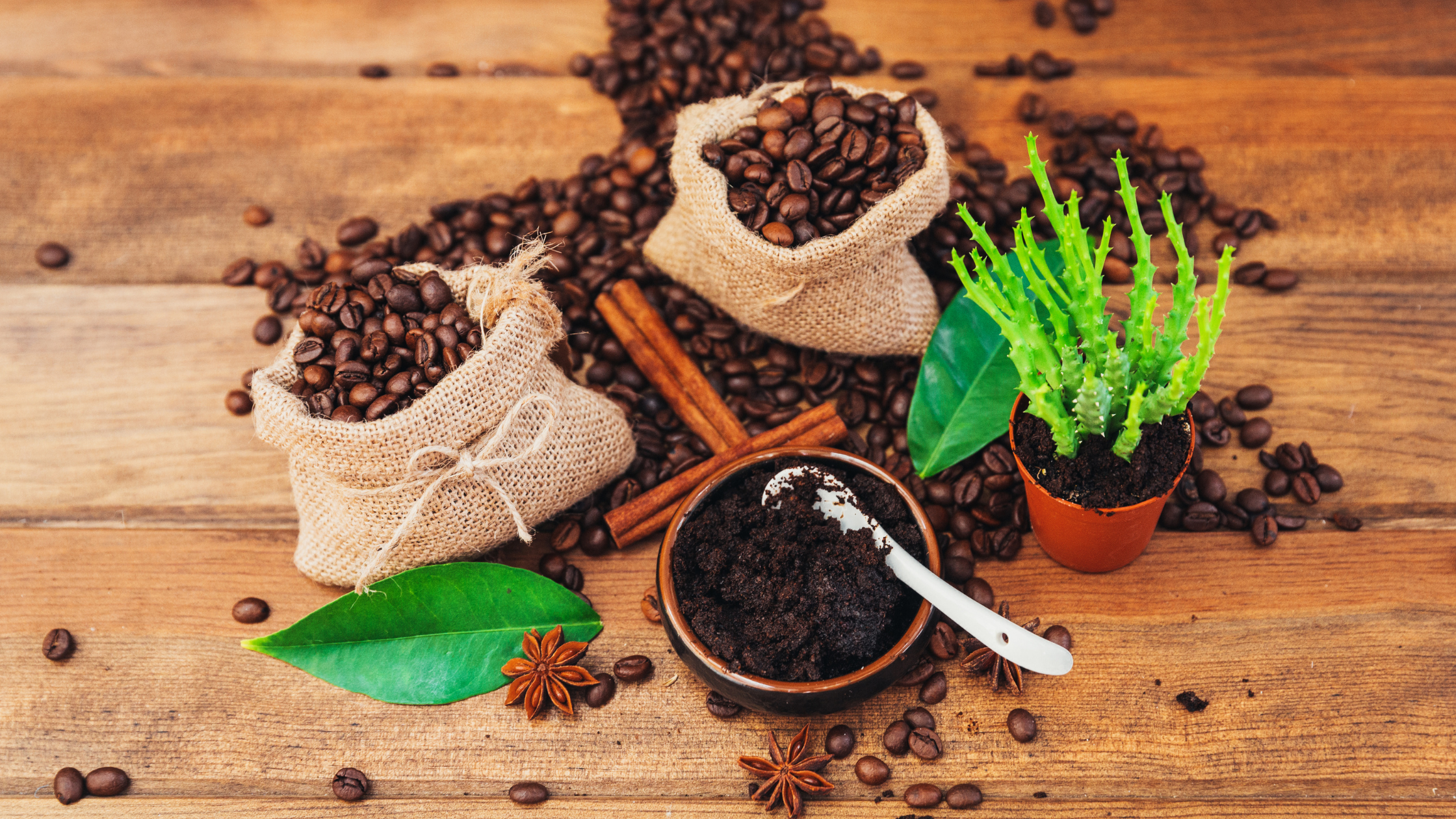 Used Coffee Grounds for a Healthier Garden